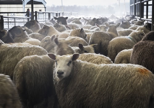 Stirling Livestock Market